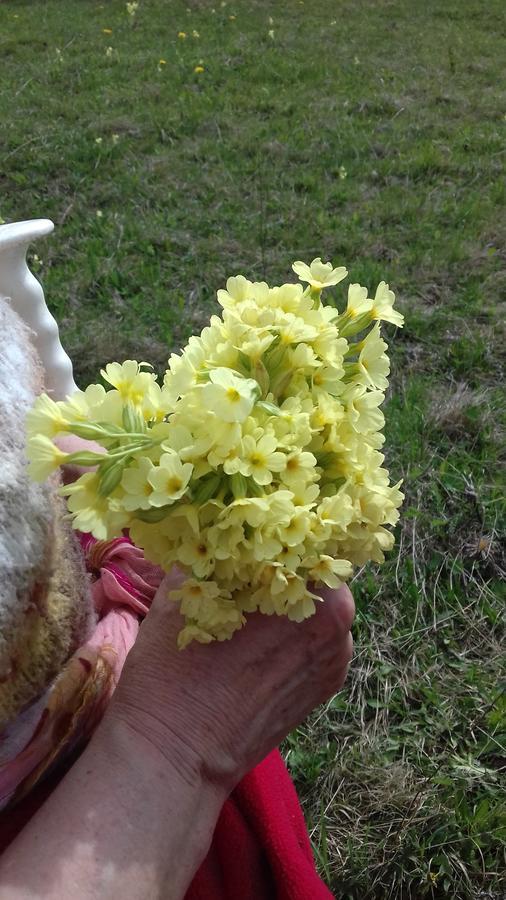 Pensiunea Gentiana Vatra Dornei Eksteriør billede